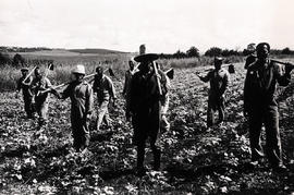 Black farm workers