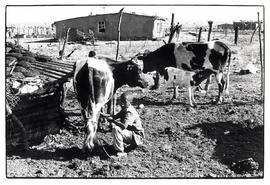 Boy milking cows in Umbulwane near Ladysmith, Natal - threatened with forced removal