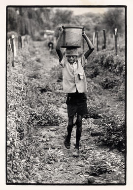 Boy with large bucket on his head during tomato harvesting