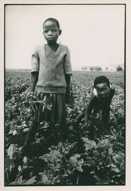 A child labourer working on a farm in Springs.