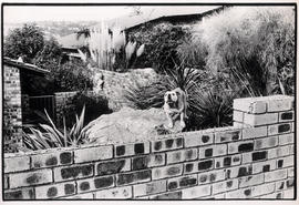 Fenced garden with watch dog of a white mansion in Rivonia