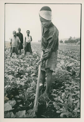 Child labourers working on a farm in Springs.