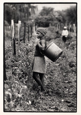 Girl with large bucket during tomato harvest