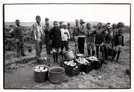 Farm labourers and harvested tomatoes