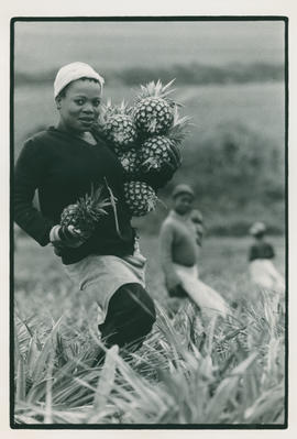 Farm labourers in KwaZulu Natal