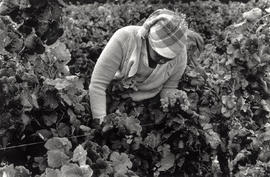 Black female farm worker at a wine farm in the Western Cape