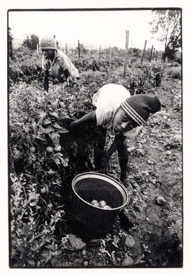 Farm labourers harvesting tomatoes