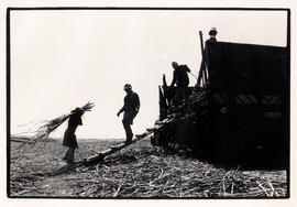 Sugar cane labourers in Natal