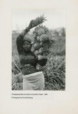 Pineapple picker on a farm in Zululand, Natal
