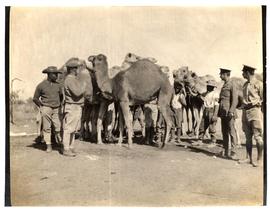 Captured Germans and their camels at Grootfontein