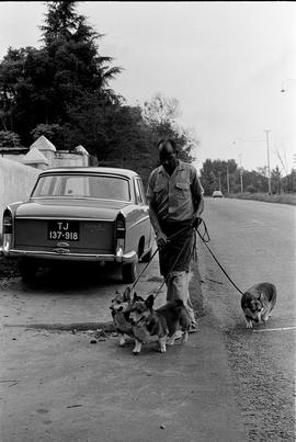 Black servant walking dogs