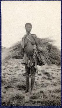 A Bushmen woman,carrying grass for thatched roofing, Sandfontein