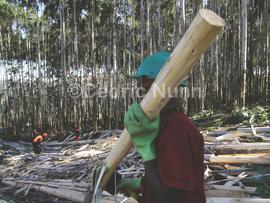 Forestry workers in the Richmond area. KwaZulu Natal