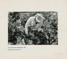 A wine farm worker, Western Cape
