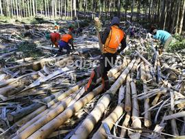 Forestry workers in the Richmond area. KwaZulu Natal