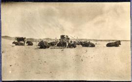 Wagon outspanned, oxen resting in the sand